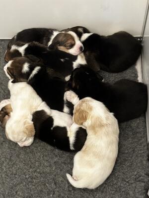 Puppy’s