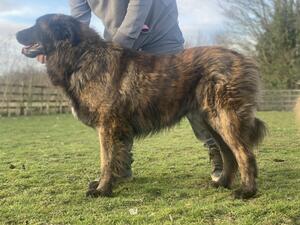 Crufts best dog in breed 2023