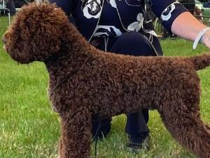 Kan Trace Emit Remmus