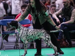 Sh Ch Joneva Just my Style