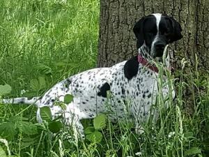 Sh Ch Joneva Asterea JW