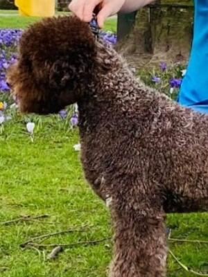 Vodka King of the Truffles