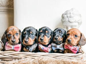 The Family