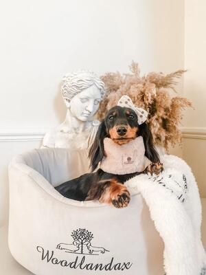 Daisie