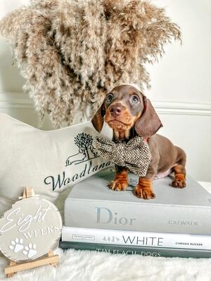 Blossoms Puppy Moley