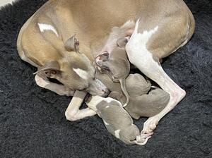 Puppies safe and warm.