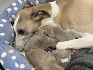 Maeve with her new family.