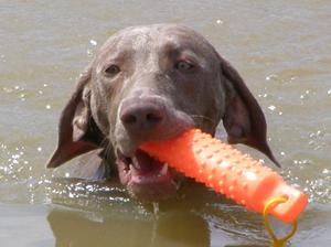 Kassie Water Retrieve