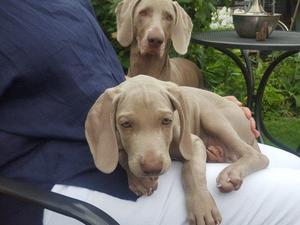 Puppy