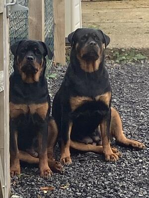 Sansa & Daughter Chevy