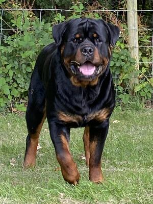 Brembo 12 months old