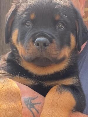 Brembo 8 weeks