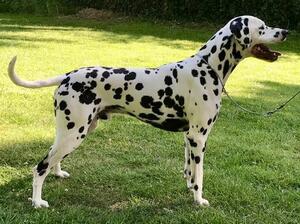 Sire of litter