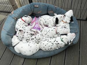 Puppies 4 weeks old