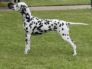 Shydally Star Attraction