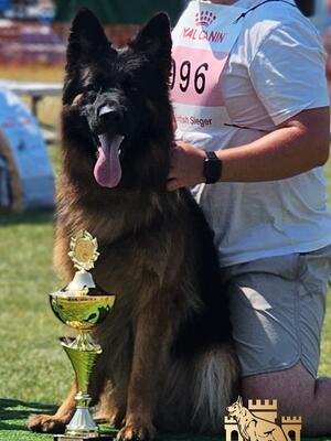 British Sieger Show SG3 LC Adult Male