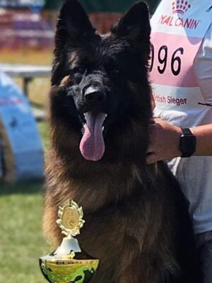 British Sieger Show SG3 LC Adult Male