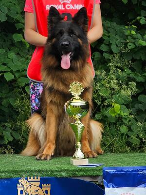 SG3 Adult British Sieger Show