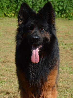 Sire
