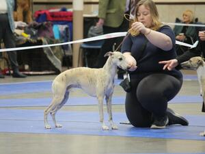 Wolfie at Upperward of Lanarkshire Open Show 23