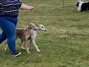 Brace at Ross and Cromarty CC Open Show 22