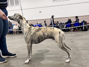 BAKA Open show 22 - aged 1 year 6 months