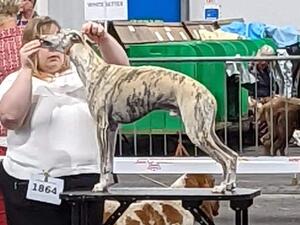 Wolfie Stacked at SKC Champ show 22