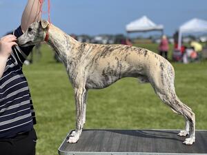 Wolfie Stacked at Perthshire CC Open 22