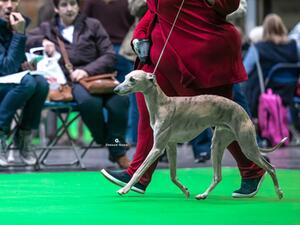 Womble at Crufts 23