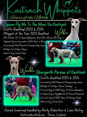 Kastrach Whippets Advert 2024