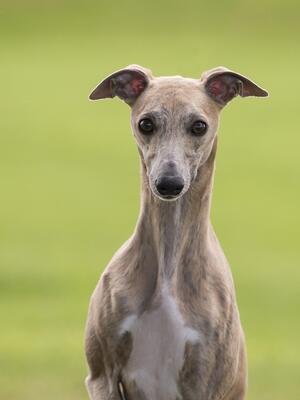 Wombles Headshot