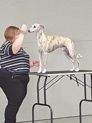 Highland Canine Association Open 22