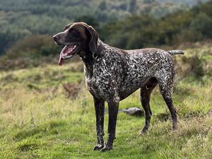 Albert on woodbury common