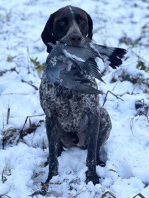 Albert with pigeon on local shoot