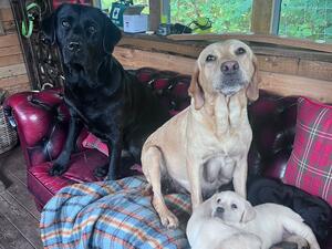Mum and Dad with Pups
