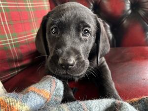 Beautiful Boy