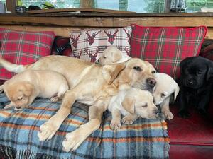Mum with 5 of our Pups