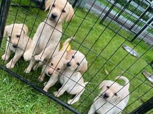 Our yellow pups
