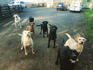 The Gang