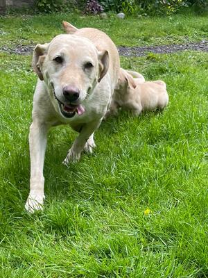 Mum Sally with pups following