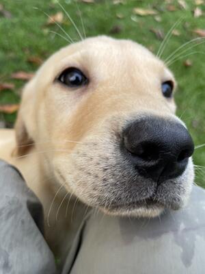 yellow boy