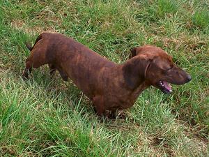 champdogs dachshund