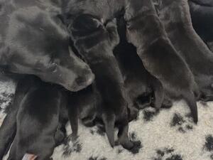 3 black dog pups available,