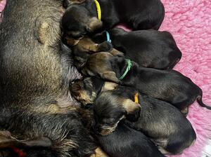 4 weeks old