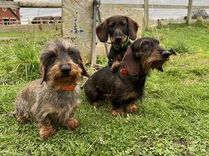The Gang