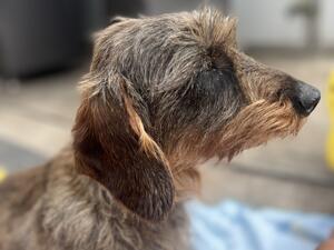 Sonya is our lovely hard working family dog