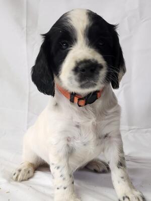 Orange collar girl