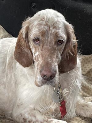 Mollie