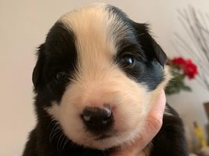 Sherlock: remaining boy available