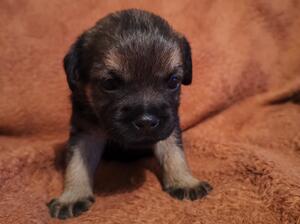 Dog pup 1